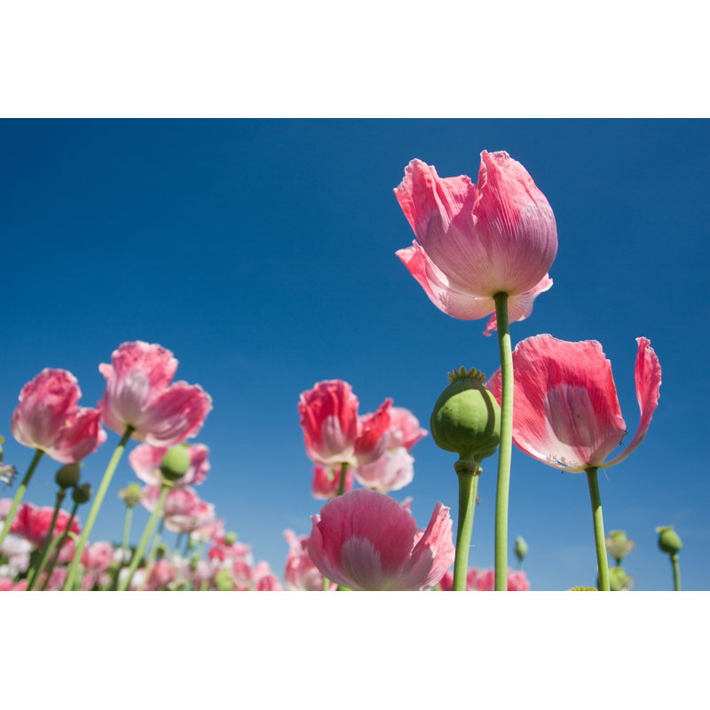 Opium Poppies - Photographie sur toile tendue, H 20 po x l 30 po