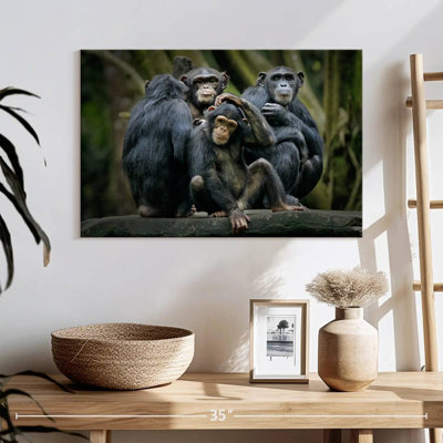 Chimps And Bonobos