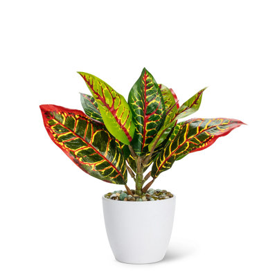 Plante à feuilles moyennement variées