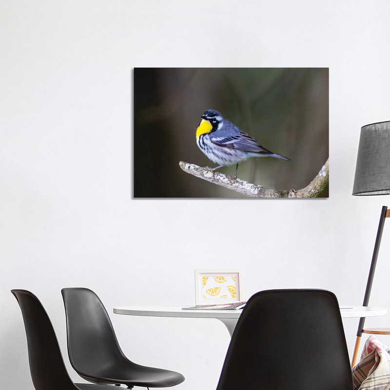 Yellow-Throated Warbler (Dendroica Dominica) Perched. by Larry Ditto - Wrapped Canvas Print