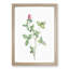 Clover Flower in Pink by Pierre-Joseph Redoute - Picture Frame Painting-57864689-57864692