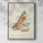 Hawk Owl Framed Print - Solid Wood