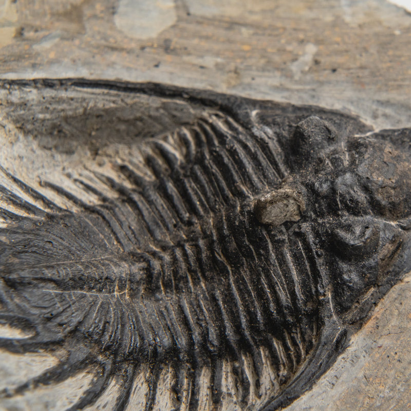Psychopyge Trilobite On Matrix From Morocco (1.2 Grams)