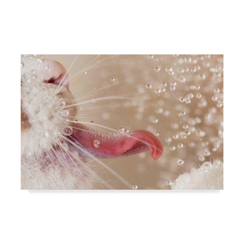 «Cat and Water Drops», reproduction de photo sur toile tendue, H 30 po x l 47 po x P 2 po