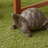 Tortoise Family Resin Garden Accents Statue