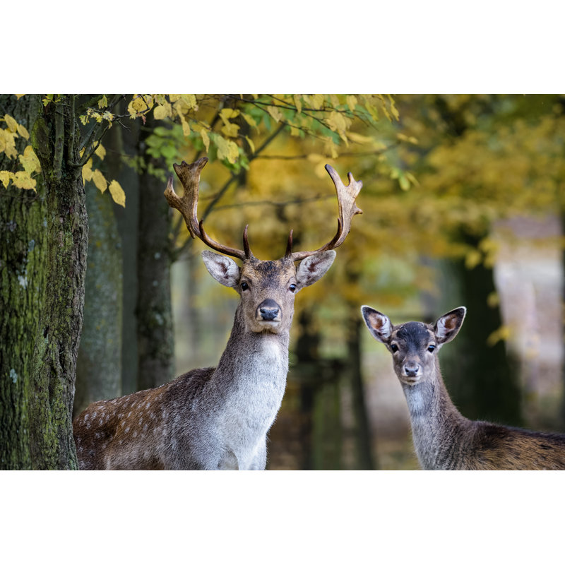 A Young Fallow Deer And Its Father Looking Into The Camera In The Forest by Thorsten Spoerlein - Wrapped Canvas Print