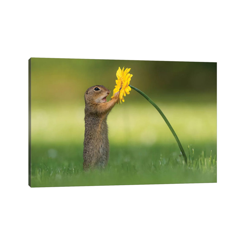 Curious Ground Squirrel by Dick Van Duijn - Wrapped Canvas Print, 20.32 cm H x 30.48 cm W