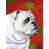 Bouledogue (blanc)