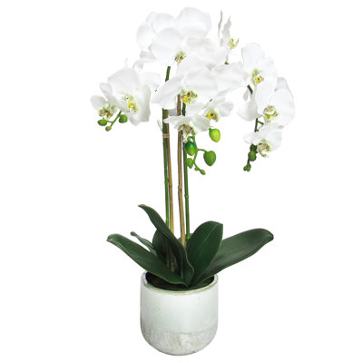 Centres de table orchidées phalaenopsis en pot