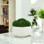 Mood Moss Arranged in Ceramic Pot