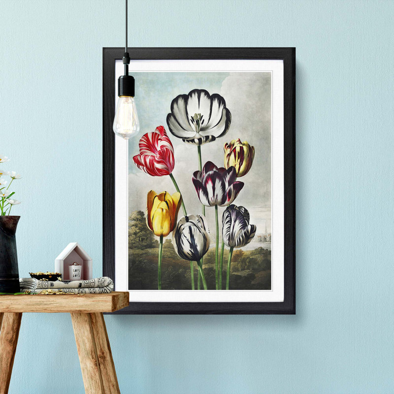 Striped Tulips by R.J. Thornton - Picture Frame Art Print, 65cm H x 48cm W x 2cm D, Black Framed