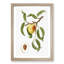 An Illustration Of A Peach Tree by Giorgio Gallesio - Single Picture Frame Painting-55545061-55545059