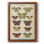 Histoire Naturelle Butterflies V, toile encadrée de qualité supérieure - prête à être accrochée-1485618688