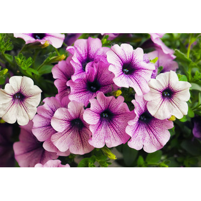 " Purple Petunia Flowers " by Pilat666