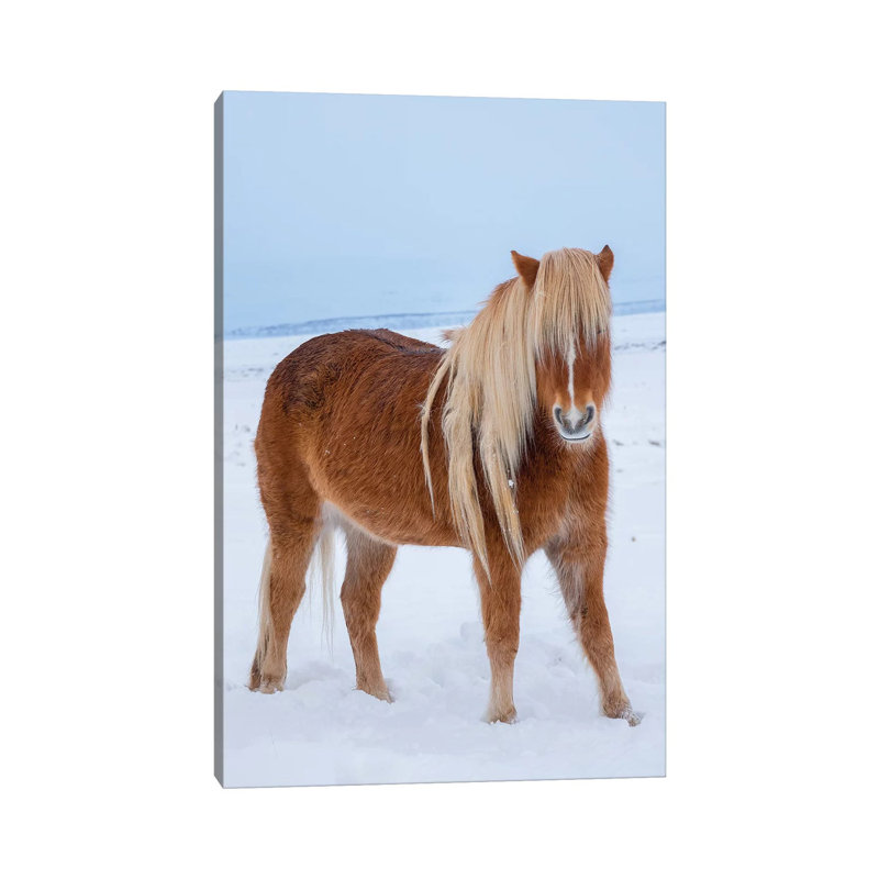 Traditional Icelandic Horse In Fresh Snow by Martin Zwick - Wrapped Canvas Gallery-Wrapped Canvas Giclée