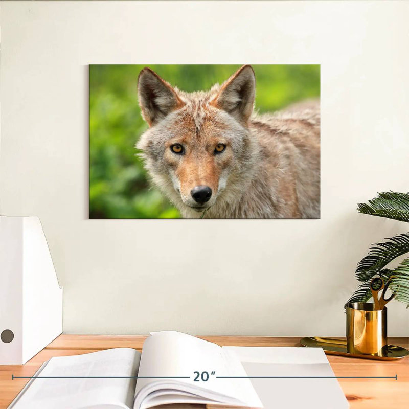 Face Of Coyote