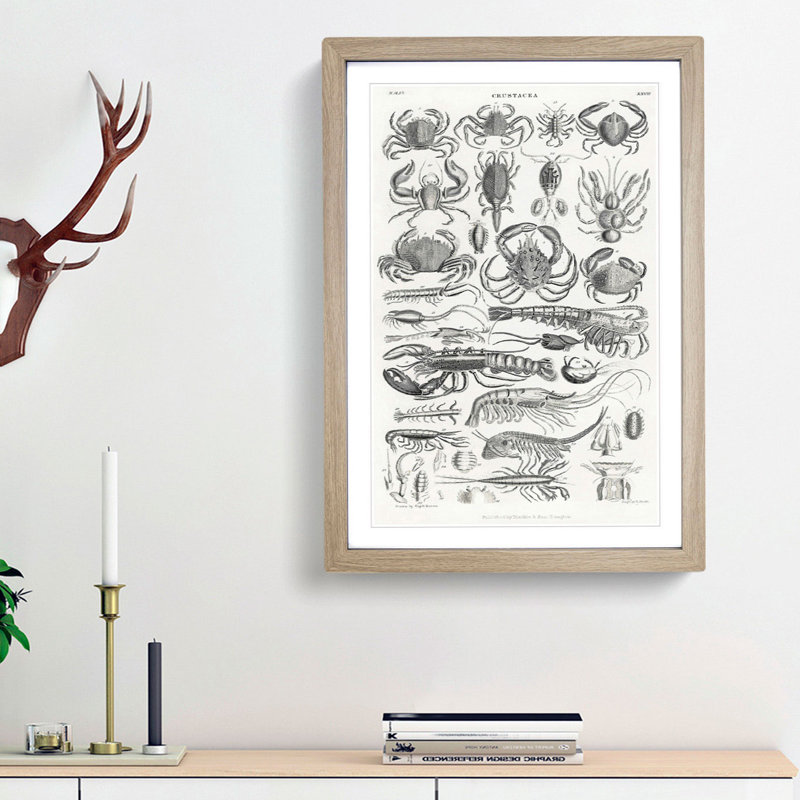 Study of Crustaceans by Oliver Goldsmith - Picture Frame Drawing Print, Oak Framed, 65cm H x 48cm W x 2cm D