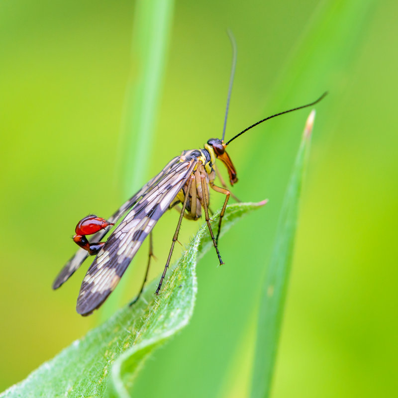 «Firdaus», mâle, scorpion, mouche sur toile, H 20 po x l 20 po