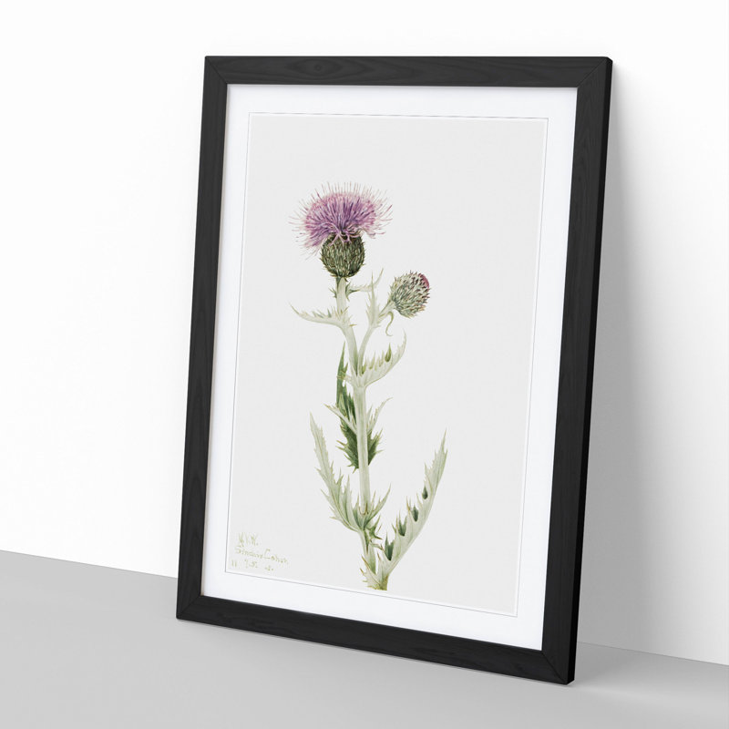 Prairie Thistle by Mary Vaux Walcott - Picture Frame Painting, 65cm H x 48cm W x 2cm D, Black Framed