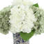 Hydrangea Arrangment In A Chinoiserie Vase-692989078