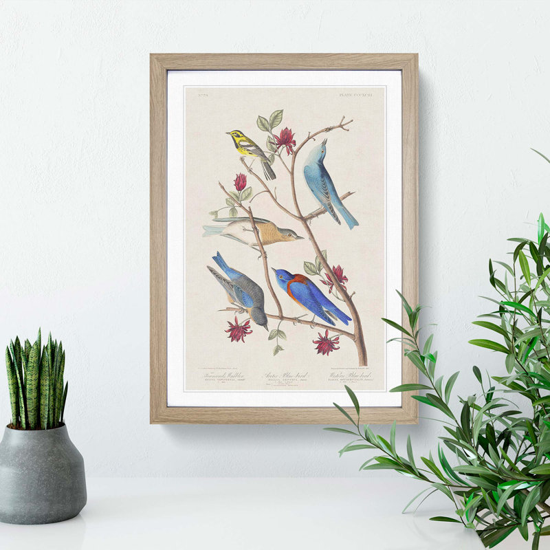 Warbler Bird & Blue-Birds by John Audubon - Picture Frame Painting Print, Oak Framed, 48cm H x 36cm W x 2cm D