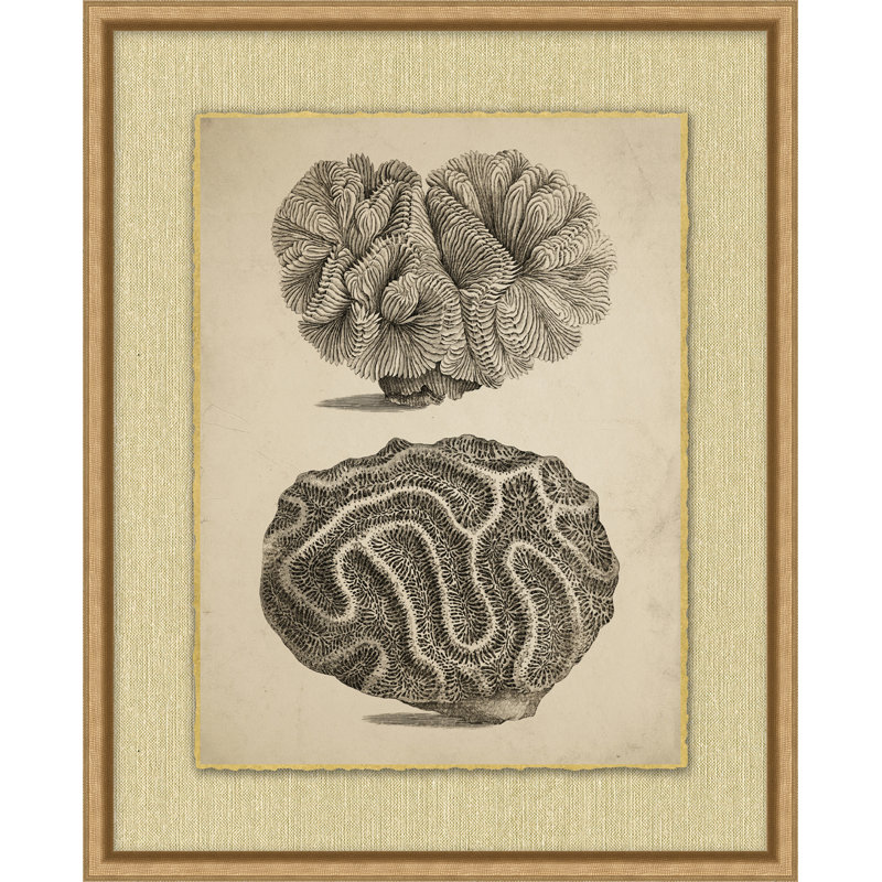 Sepia Sealife 3 Framed Drawing Print