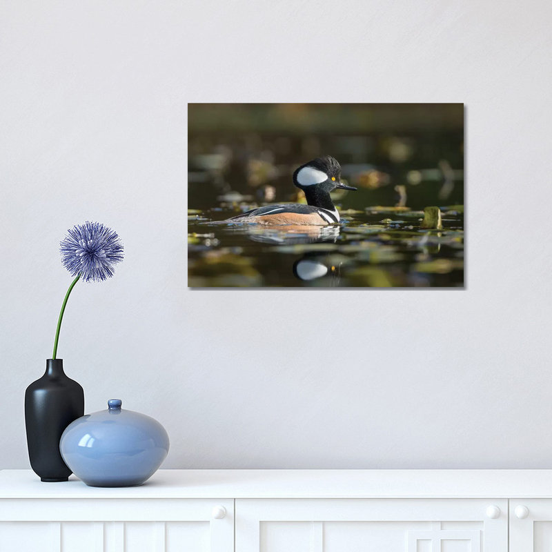 USA, WA. Male Hooded Merganser (Lophodytes Cucullatus) Among Lily Pads On Union Bay In Seattle. by Gary Luhm - Wrapped Canvas Print