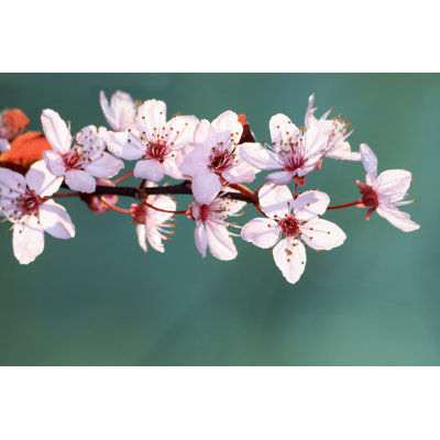 Cherry Blossom - Wrapped Canvas Print