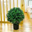 Plante de jasmin 20,98 po