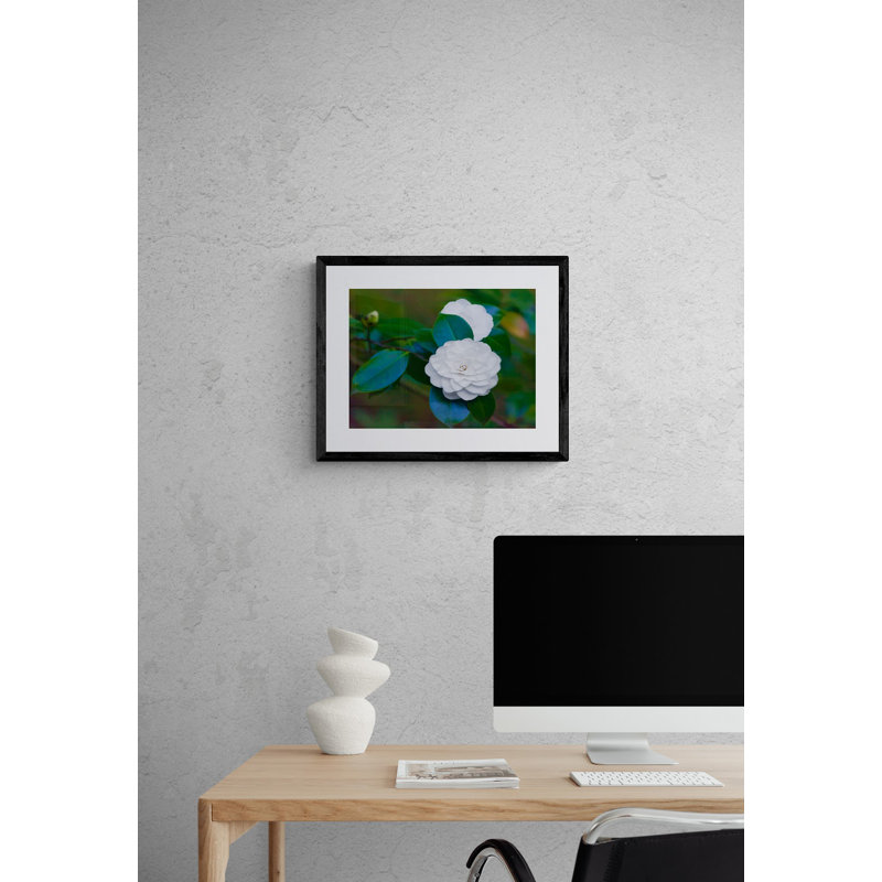 White Camellia Print by Tom Kostes