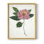 «Pressed Camellia I», reproduction encadrée - bois massif-960083646-960083635