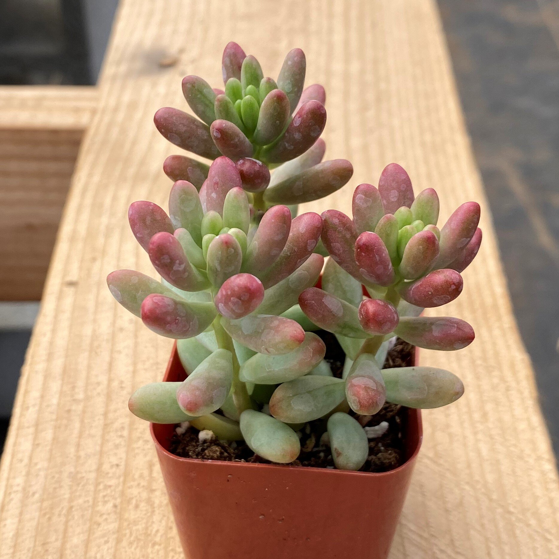 Primrue Live Succulent Plant in Plastic Planter & Reviews | Wayfair