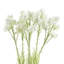 Pack of 6 x 60cm White Starflower