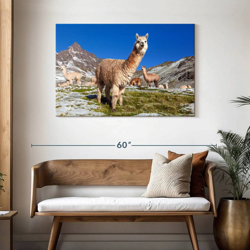 Brampt Woolly Andes Llamas