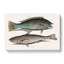 Puddingwife And Whiting Fish by Mark Catesby - Wrapped Canvas-55338626