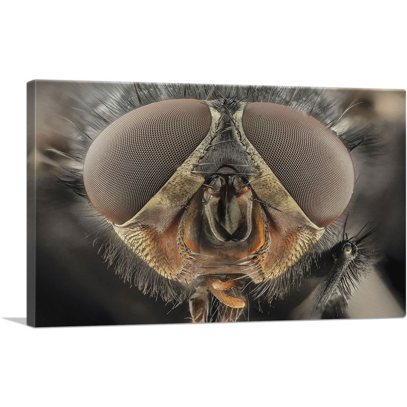 Macro Fly Home Decor - reproduction de photo sur toile tendue, H 26 po x l 40 po x 1,5 po