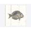 « fish sketchs i shiplap », impression sur toile-27896170-72478906-72478911