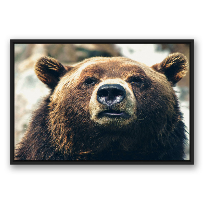 «Grizzly Bear», reproduction sur toile, H 13,75 po x l 37,75 po x P 1,75 po