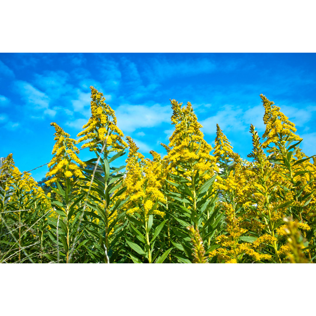 Leinwandbild Goldenrod Be Mistaken to Ragweed