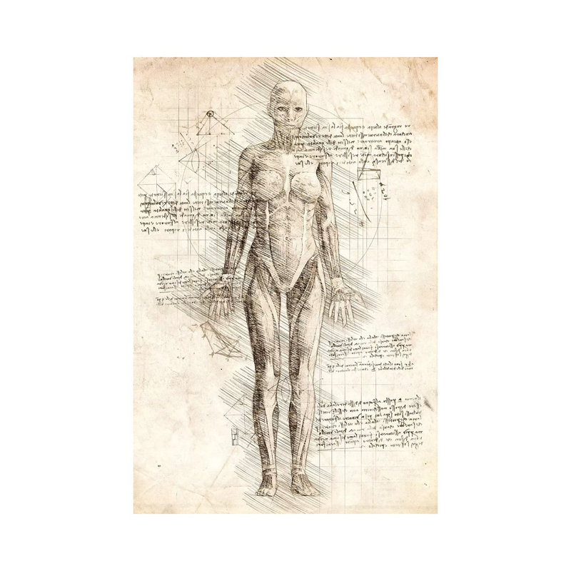 Human Female Muscles Anatomy by Cornel Vlad - Wrapped Canvas Print, 20.32 cm H x 30.48 cm W