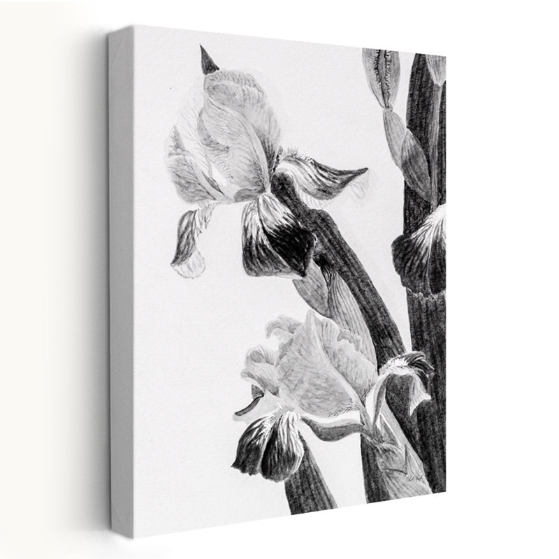 Minimalist Illustrated Iris II, 24" H x 16" W