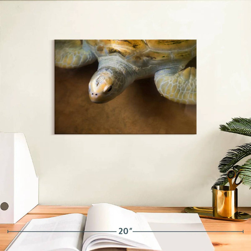 Grande tortue Brampt, H 8 po x l 12 po