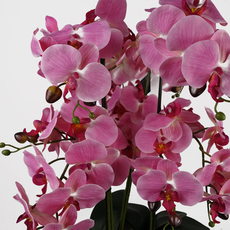 Anneus 60cm Plant
