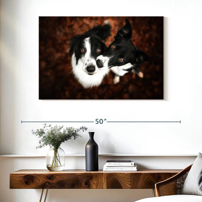 Brampt Adorable Border Collies