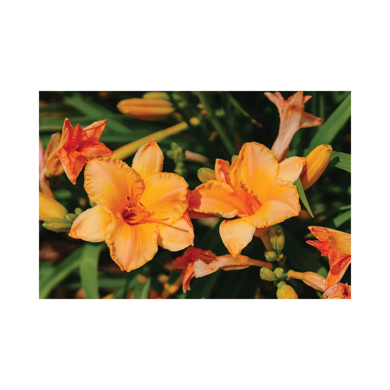 Daylily Garden XI 1 Piece Wall Art on Canvas, 20.32cm H x 30.48cm W x 1.91cm D, Wrapped Canvas