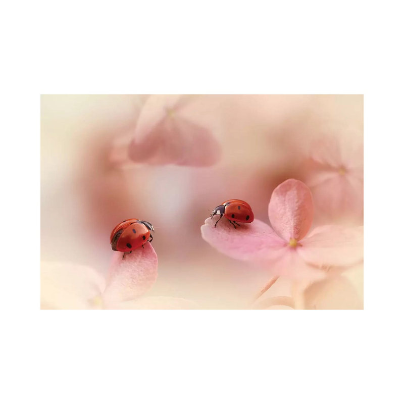 Ladybugs On Pink Hydrangea by Ellen Van Deelen - Print on Canvas, Wrapped Canvas, 66.04cm H x 101.6cm W x 3.81cm D