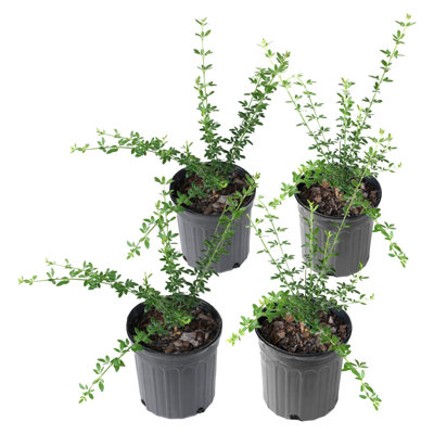 1 gal. Jasmine Winter (4-Pack)