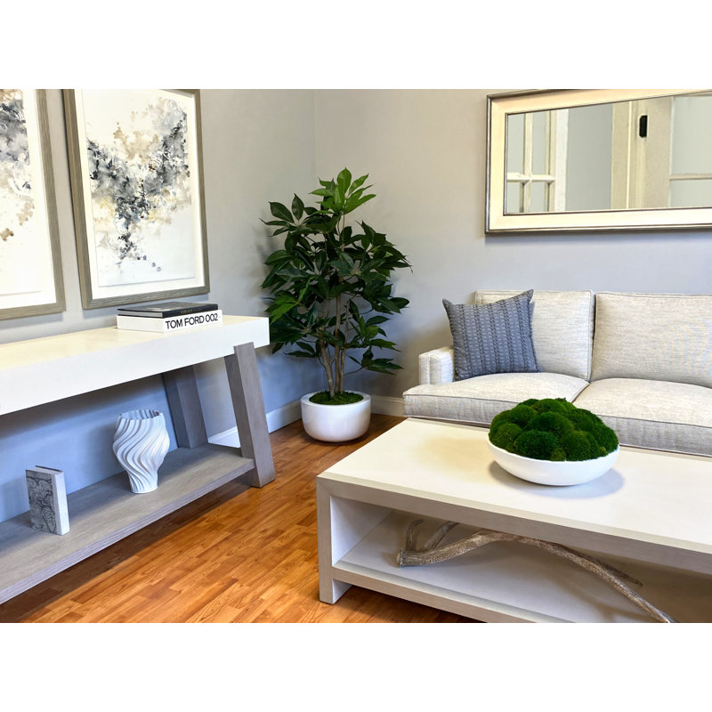 Organic Modern 5' Schefflera In Fiberstone Planter