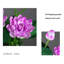 Ranunculus Arrangement in Pot-98658322