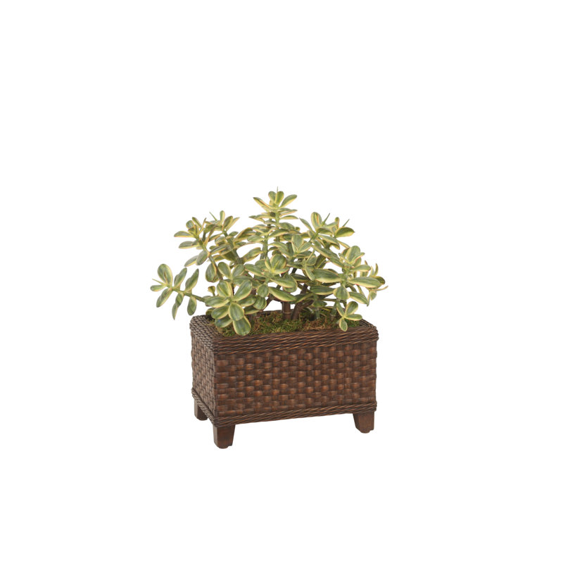 Pot de fleurs de jade